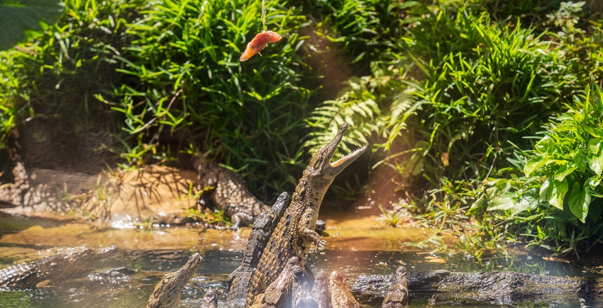 La_Vanille_Nature_Park_-_Riviere_Des_Anguilles_La_Vanille_ALX6897_1_cropped