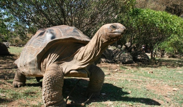 Francois_Leguat_Giant_Tortoise_&_Cave_Reserve_13440_5CT_DESK_PDP_M