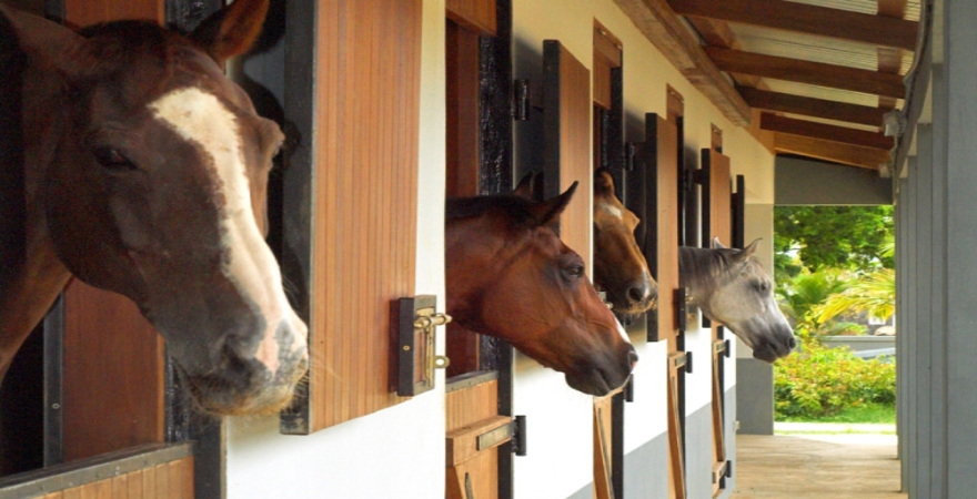 Maritim_Resort_&_Spa_-_Activities_horse_ride_3