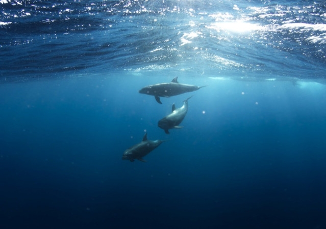 Dolswim_1570