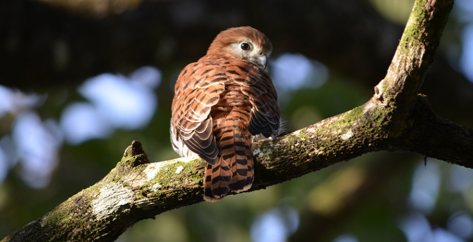 _0003_mauritius_kestrel-_by_j_carpouron_2.jpg