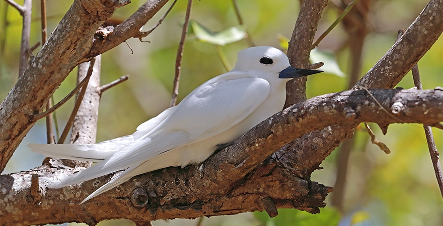 Full-Day_at_Ile_aux_Cocos_360_Degres_Tours_2_0003_shutterstock_2479782339